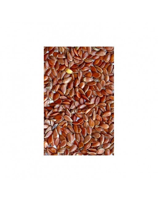 Graine de Lin - pot de 30g net بذرة الكتان Graine de Lin - pot de 30g net بذرة الكتان