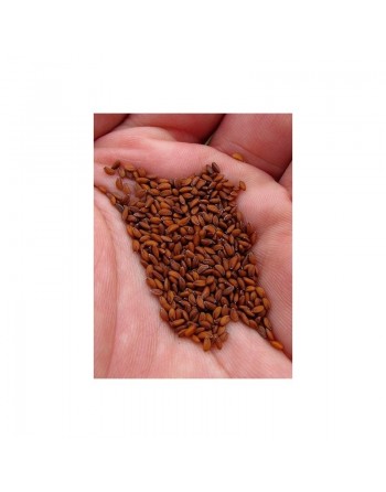 Graines de cresson (Heb Arched) - 40 g net - حب الرشاد - الثفاء 