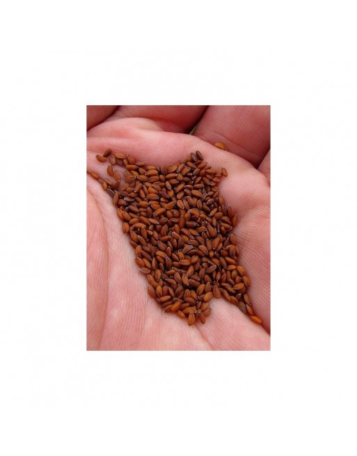 Graines de cresson (Heb Arched) - 40 g net - حب الرشاد - الثفاء Graines de cresson (Heb Arched) - 40 g net - حب الرشاد - الثفاء