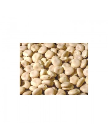 Termas - graines de lupin - pot de 30g net - ترمس 