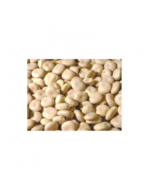 Termas - graines de lupin - pot de 30g net - ترمس Termas - graines de lupin - pot de 30g net - ترمس