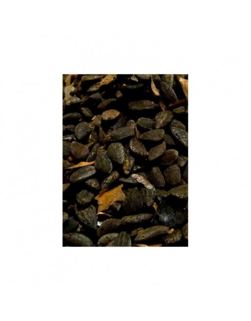Graines de pin - Zkoukou - Pot de 25 g net - الزقوقو Graines de pin - Zkoukou - Pot de 25 g net - الزقوقو