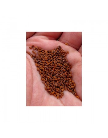 Graines de cresson (Heb Arched) - 40 g net - حب الرشاد - الثفاء 