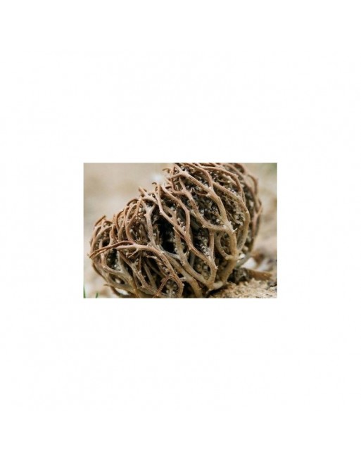 Chajarat Mariam (Gattilier, Rose de Jericho) - Kef Meriem Chajarat Mariam (Gattilier, Rose de Jericho) - Kef Meriem
