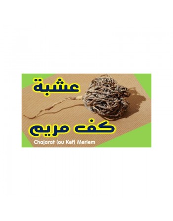Chajarat Mariam (Gattilier, Rose de Jericho) - Kef Meriem 