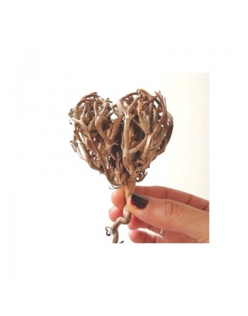Chajarat Mariam (Gattilier, Rose de Jericho) - Kef Meriem 